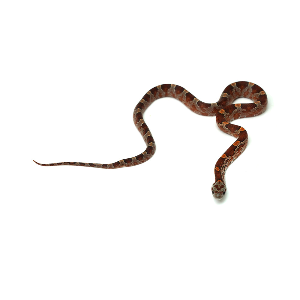 Blood Corn Snake