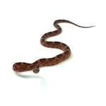 Blood Corn Snake