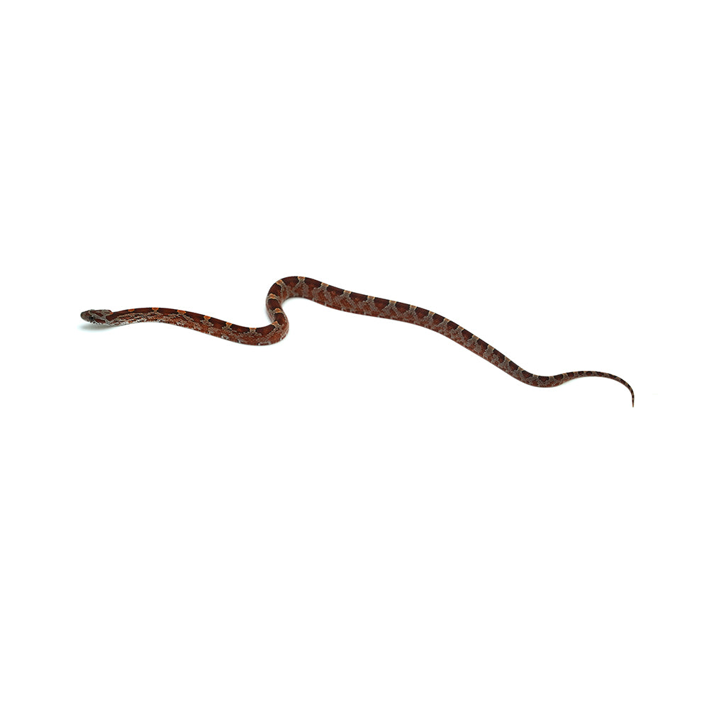 Blood Corn Snake