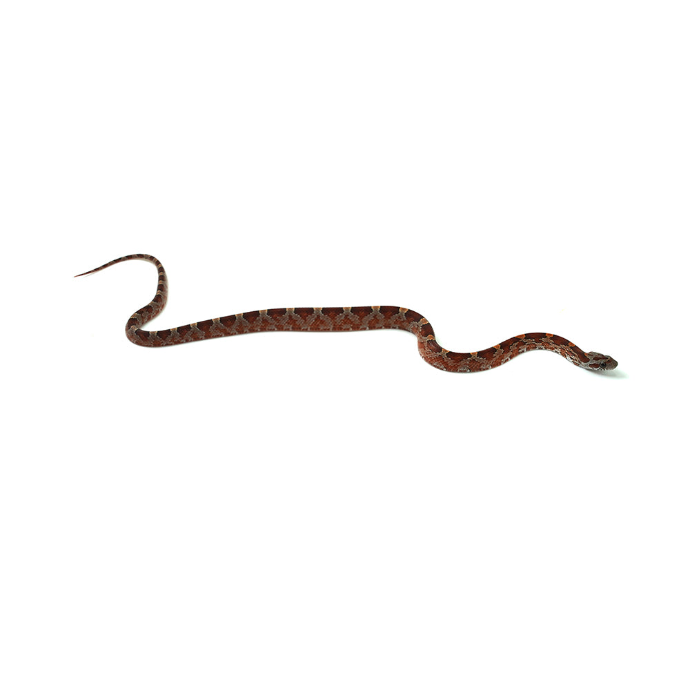 Blood Corn Snake