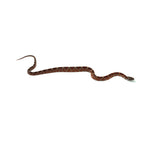 Blood Corn Snake