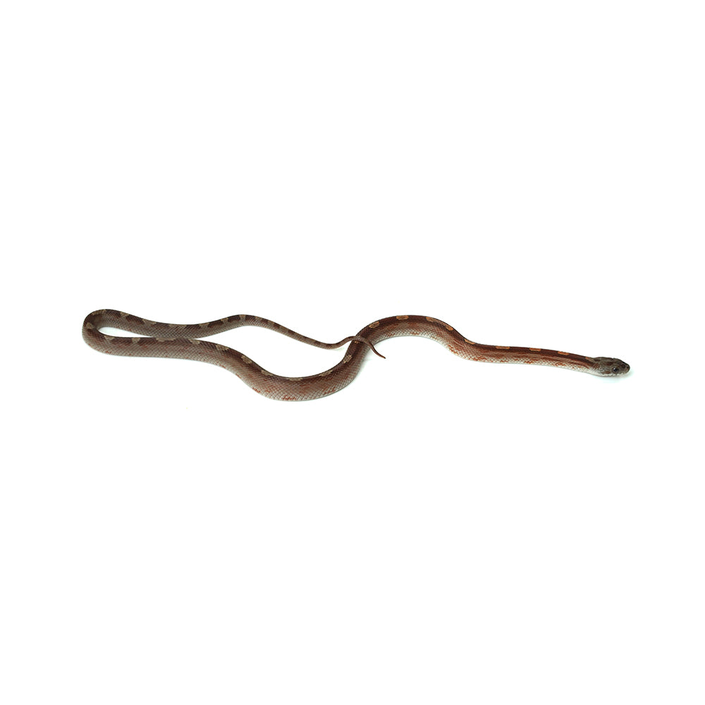 Blood Motley Corn Snake