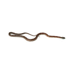 Blood Motley Corn Snake