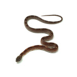 Blood Motley Corn Snake