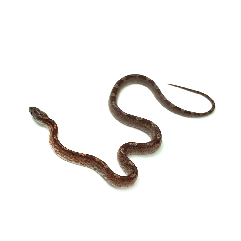 Blood Motley Corn Snake