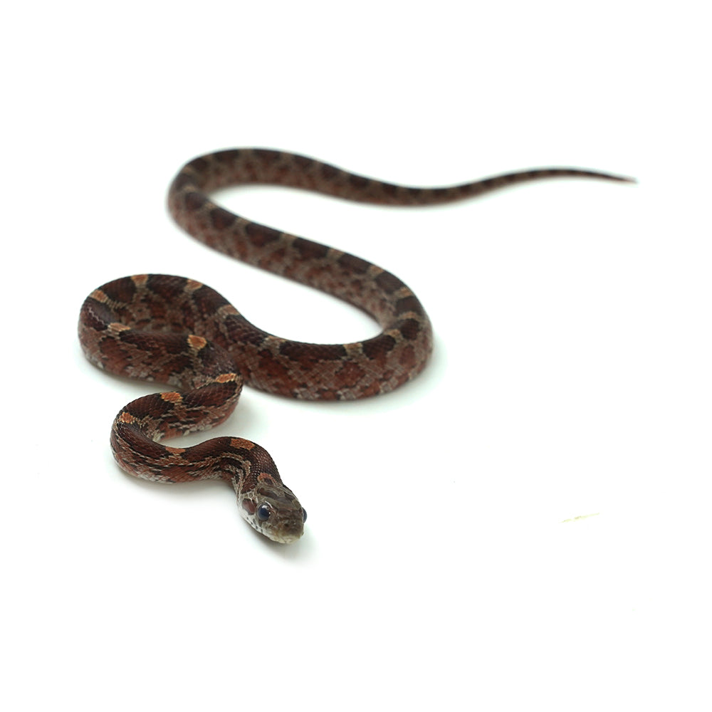 Blood Corn Snake