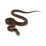 Blood Corn Snake