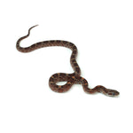 Blood Corn Snake