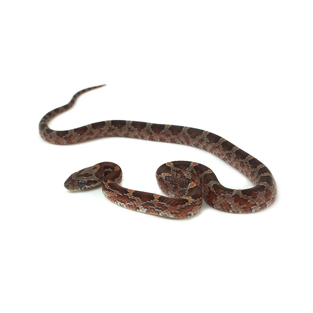 Blood Corn Snake