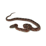 Blood Corn Snake