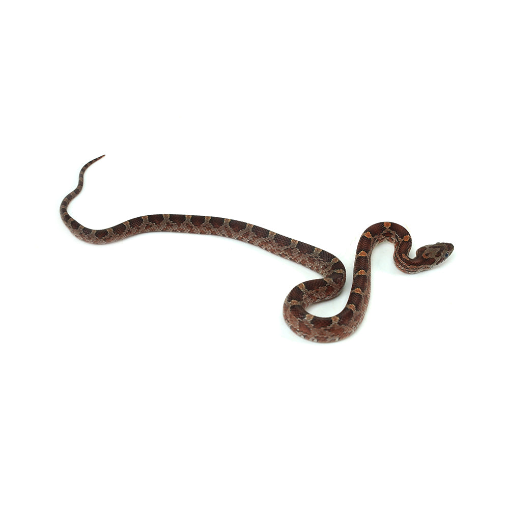 Blood Corn Snake