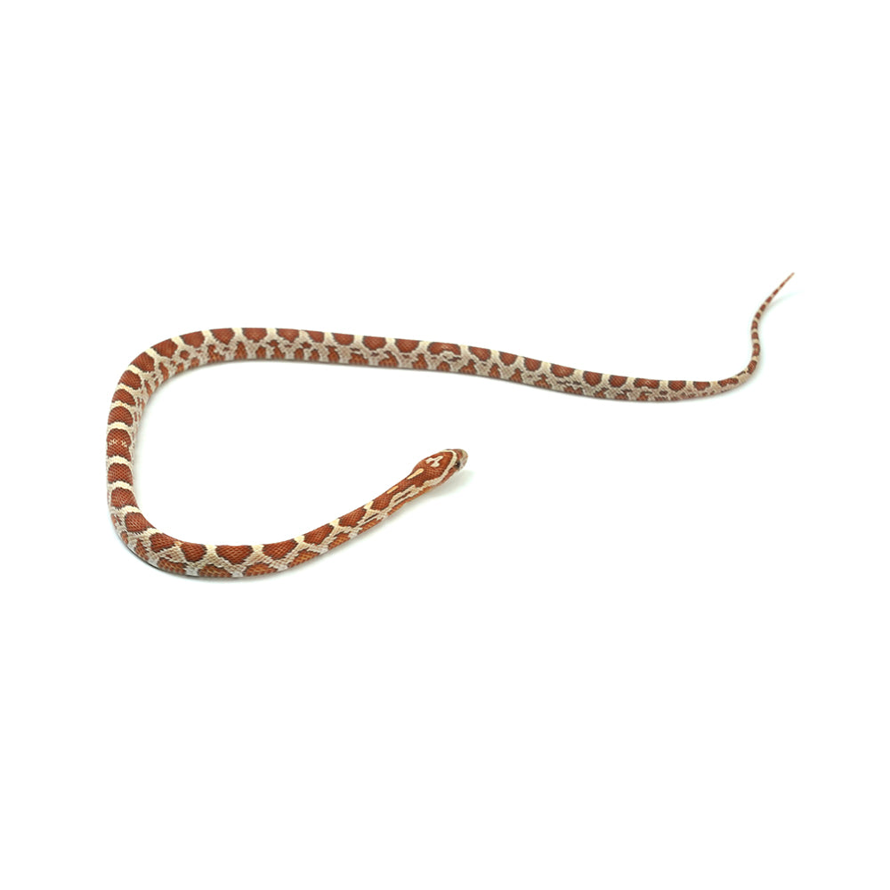 Ultramel Corn Snake