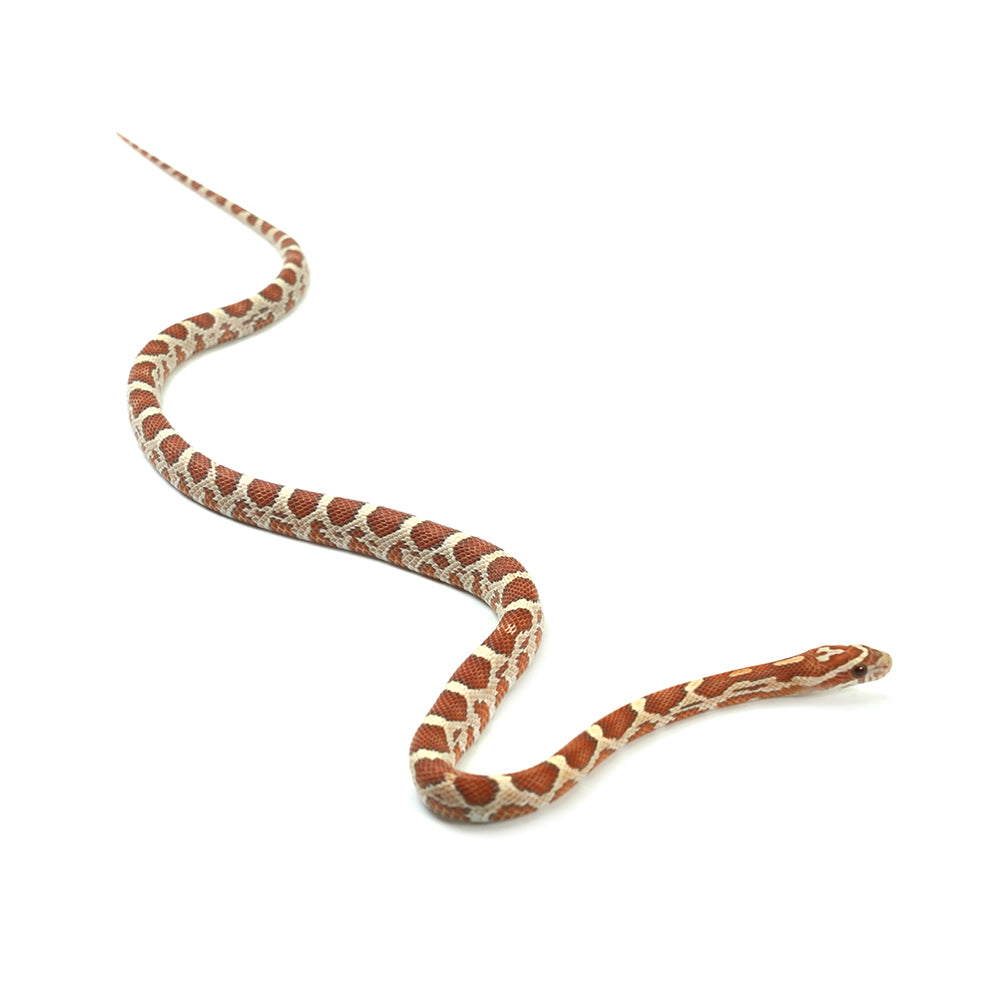 Ultramel Corn Snake