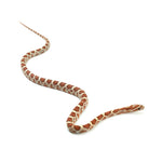 Ultramel Corn Snake