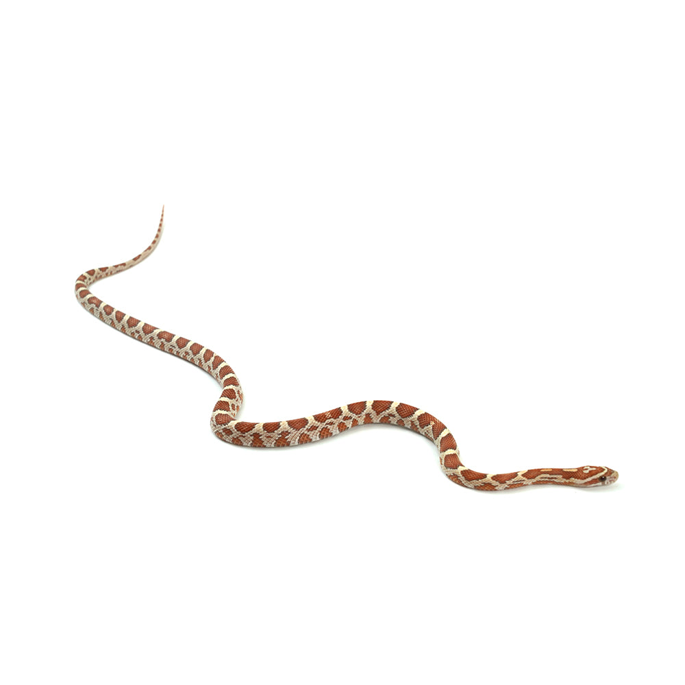Ultramel Corn Snake