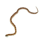 Motley Corn Snake