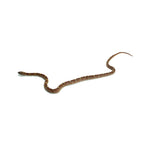 Motley Corn Snake