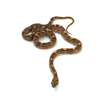 Motley Corn Snake
