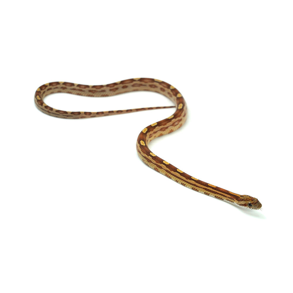 Motley Corn Snake