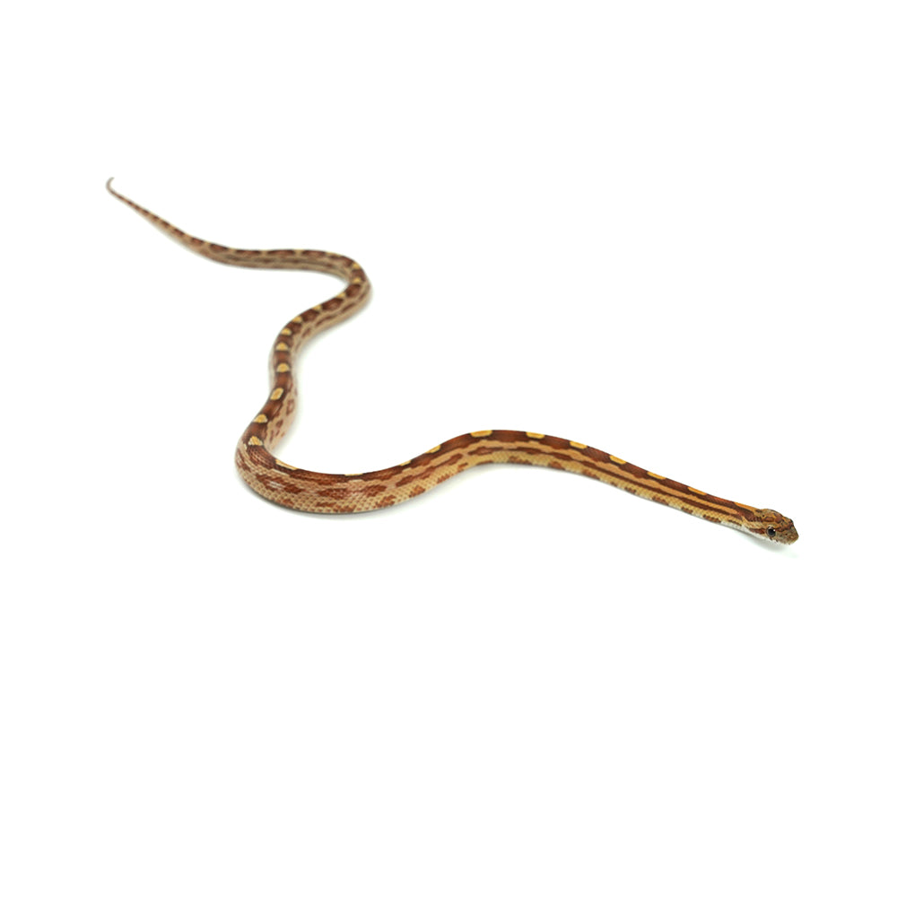 Motley Corn Snake