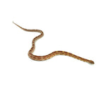 Motley Corn Snake