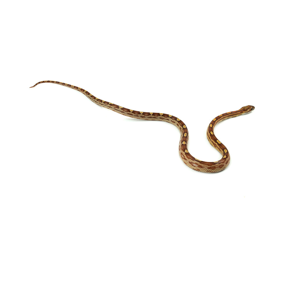 Motley Corn Snake