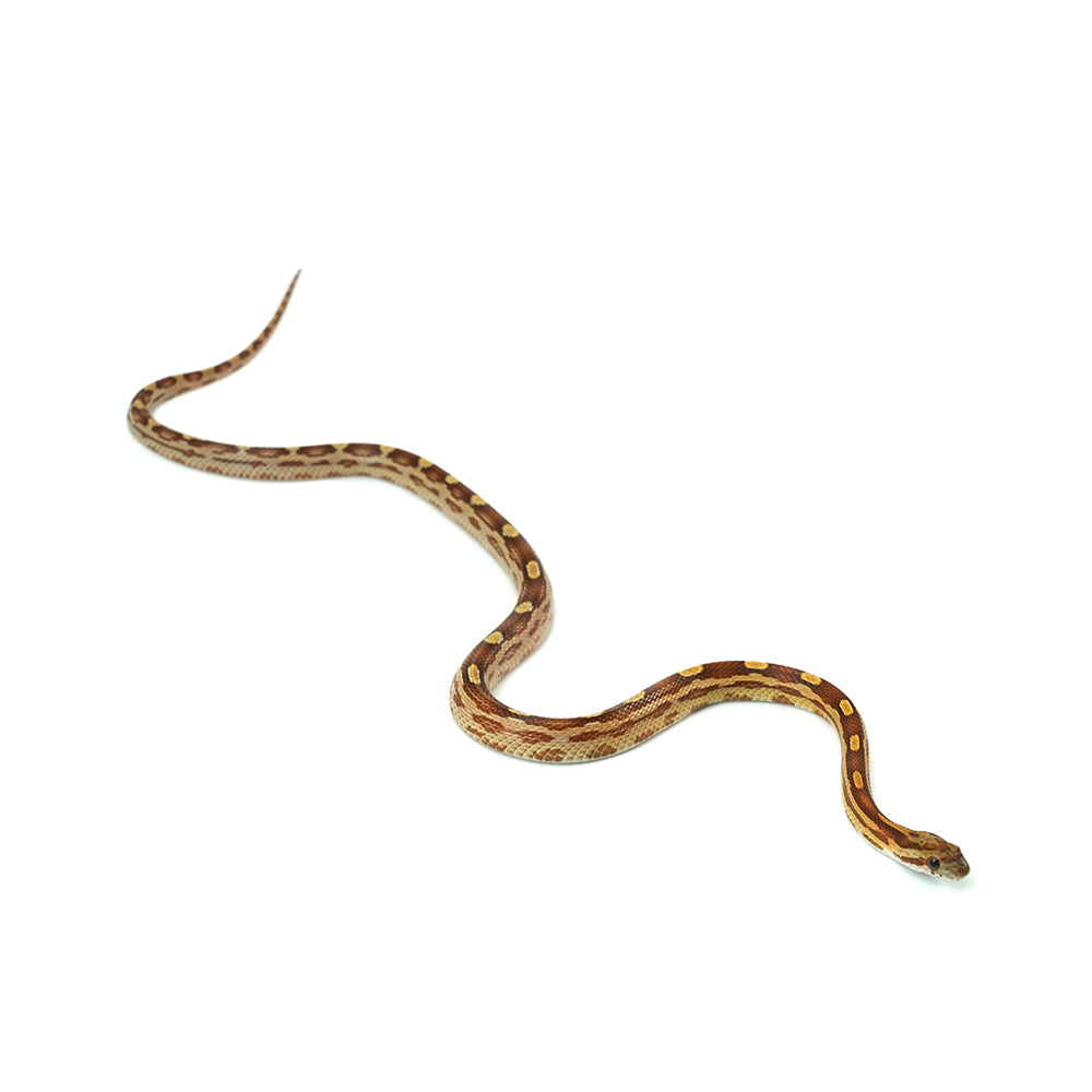 Motley Corn Snake