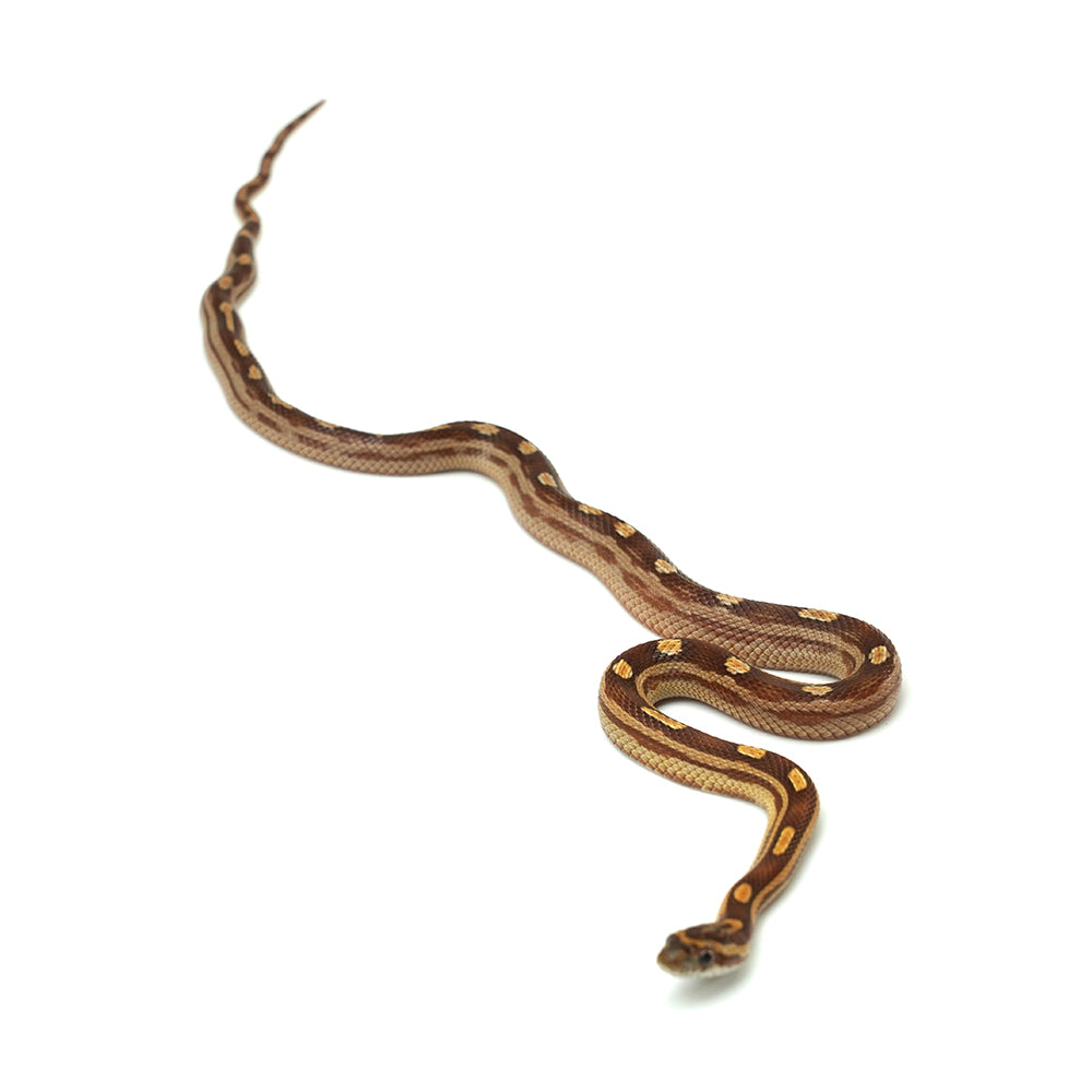 Motley Corn Snake