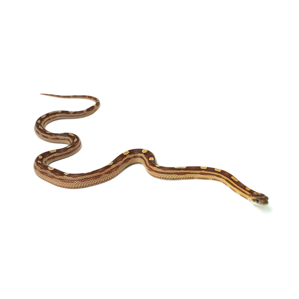 Motley Corn Snake
