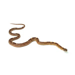 Motley Corn Snake