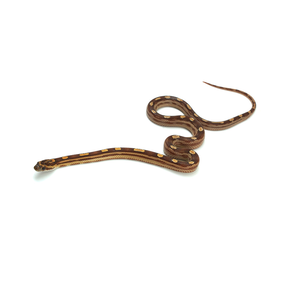 Motley Corn Snake