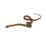 Motley Corn Snake