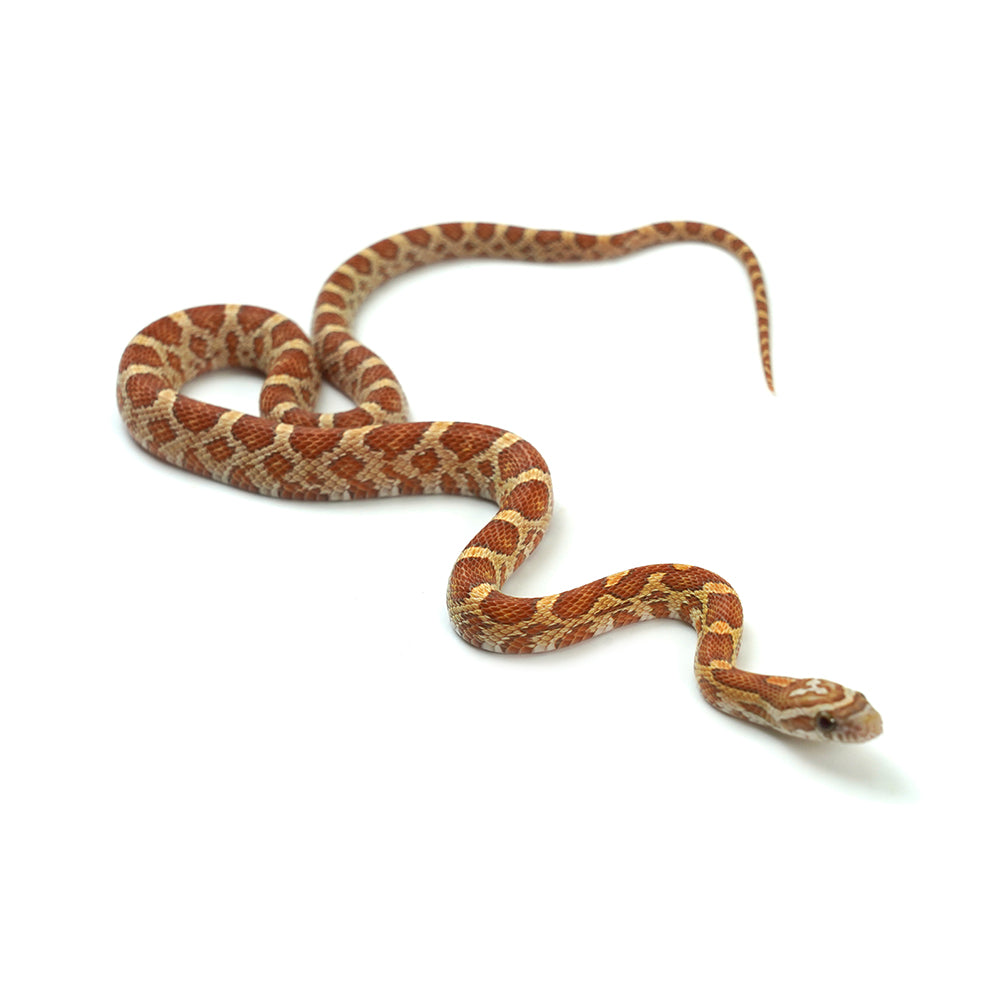 Ultramel Corn Snake