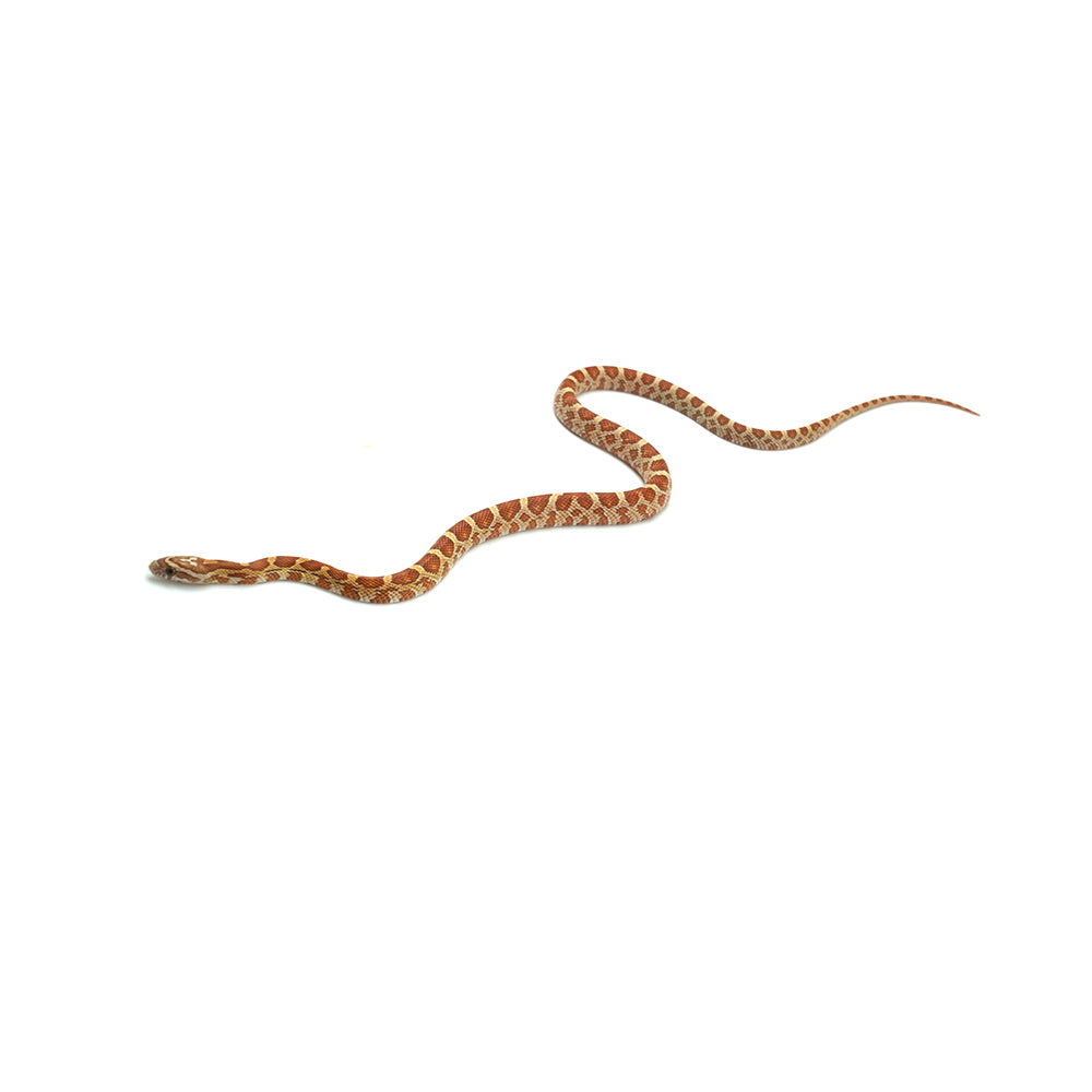 Ultramel Corn Snake