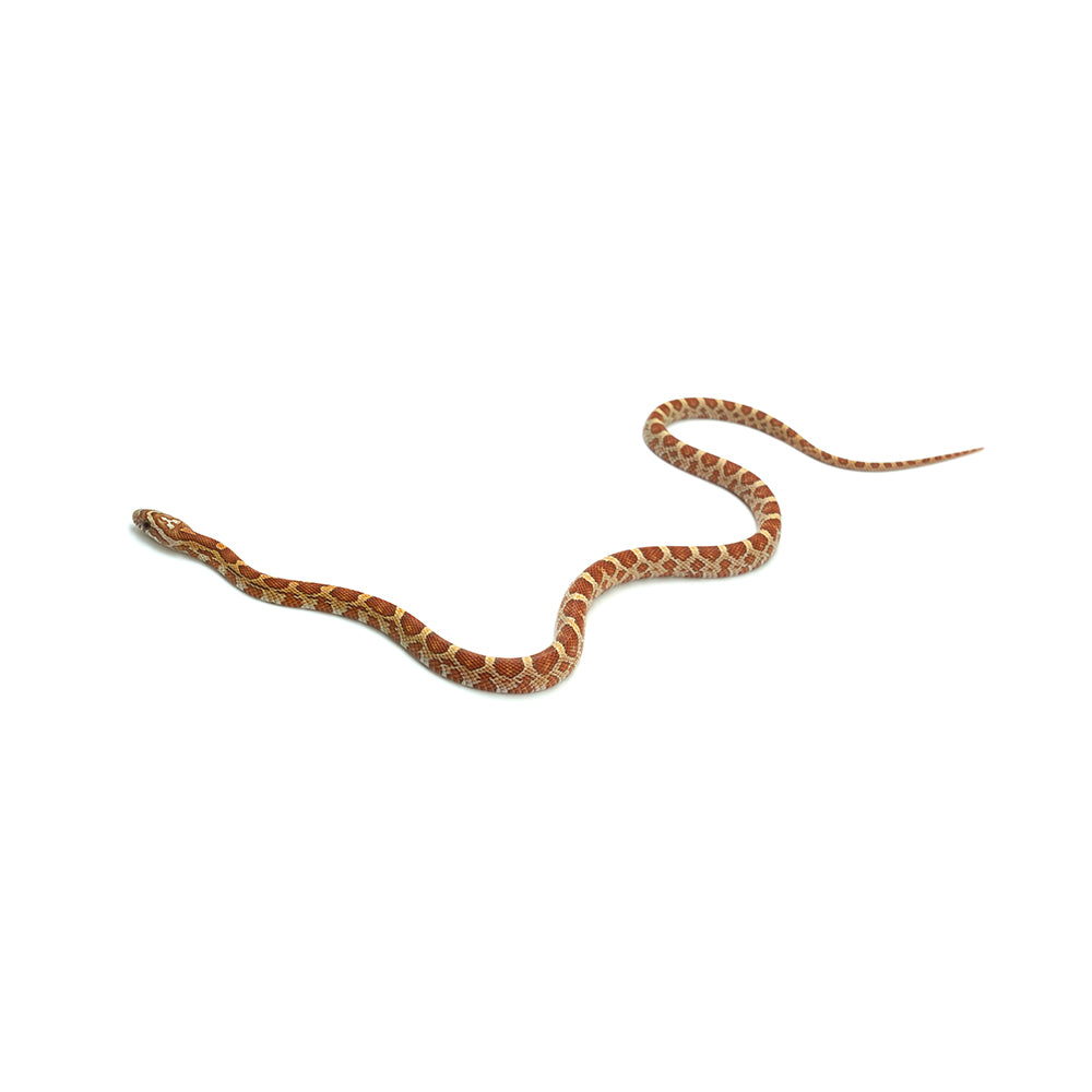 Ultramel Corn Snake