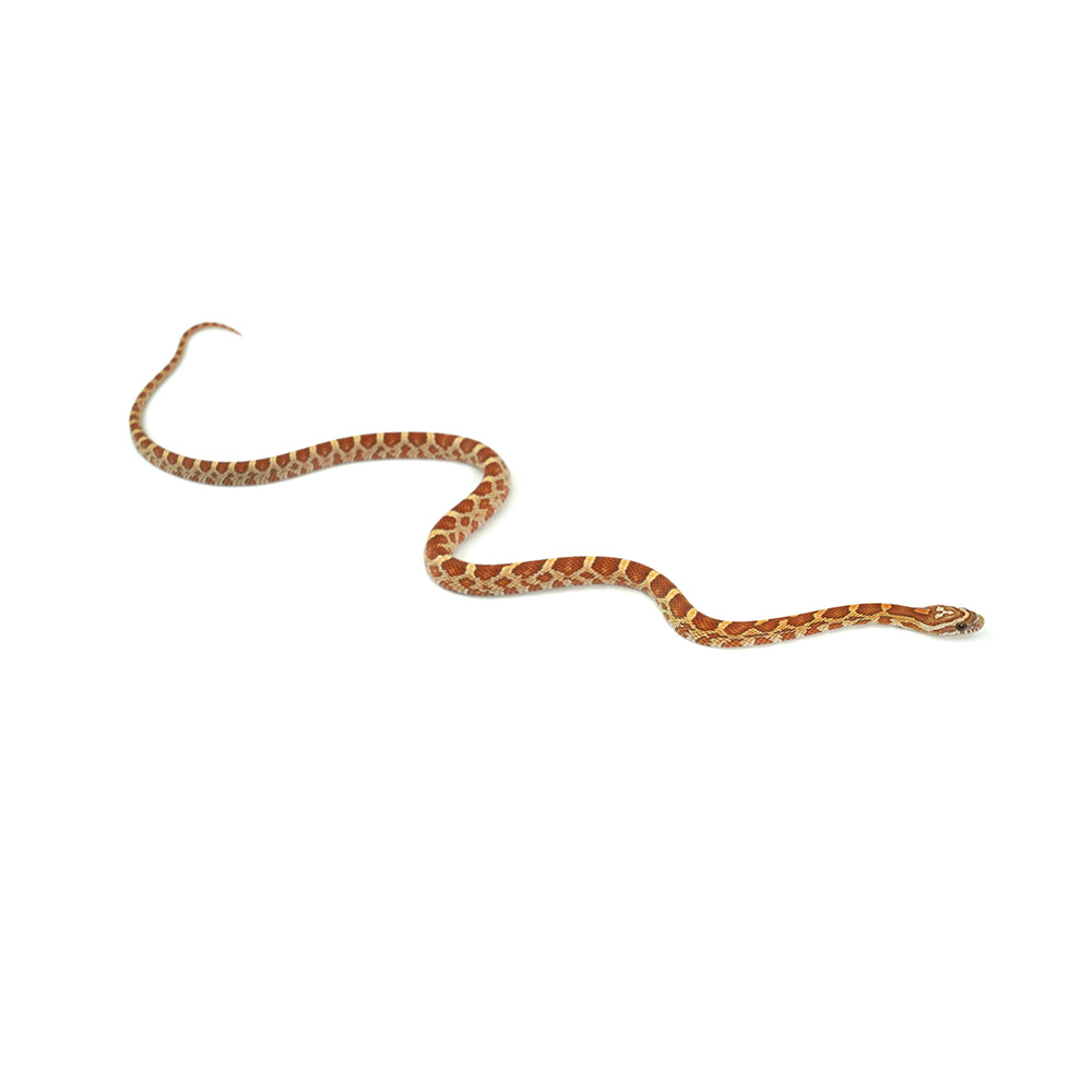 Ultramel Corn Snake