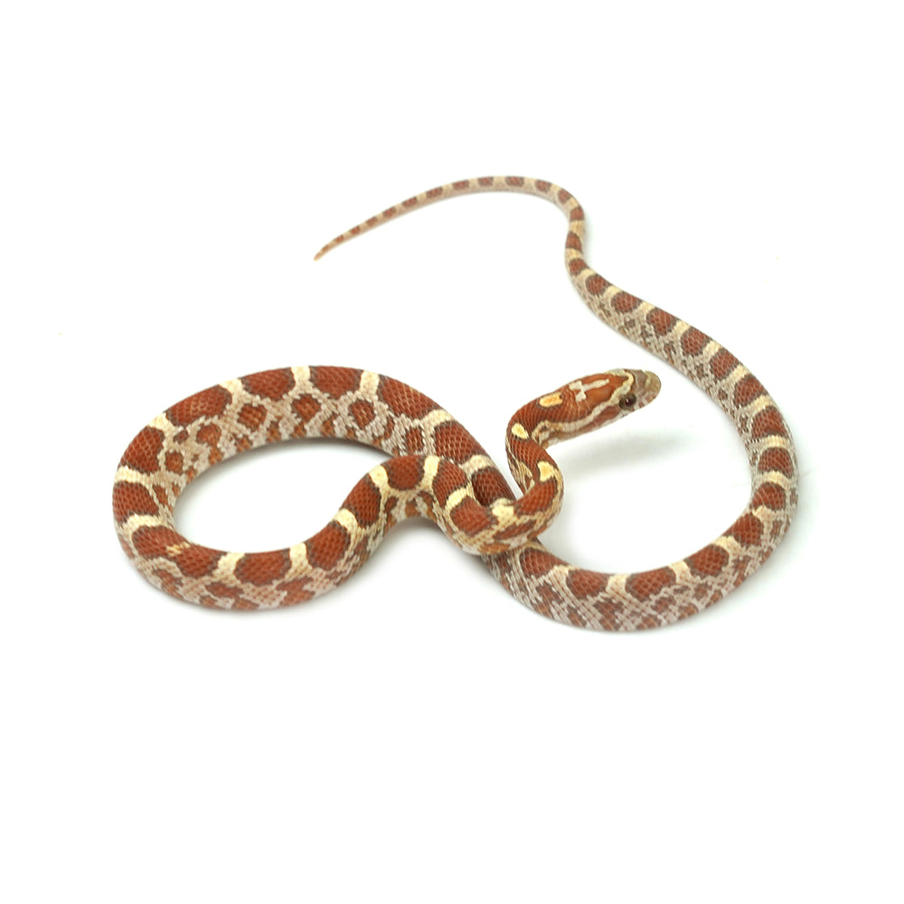 Ultramel Corn Snake