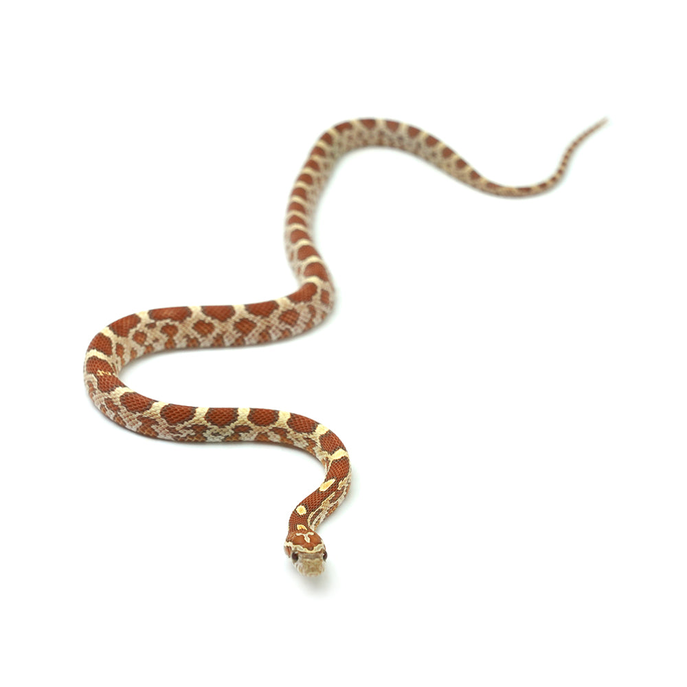 Ultramel Corn Snake