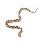 Ultramel Corn Snake