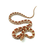Ultramel Corn Snake