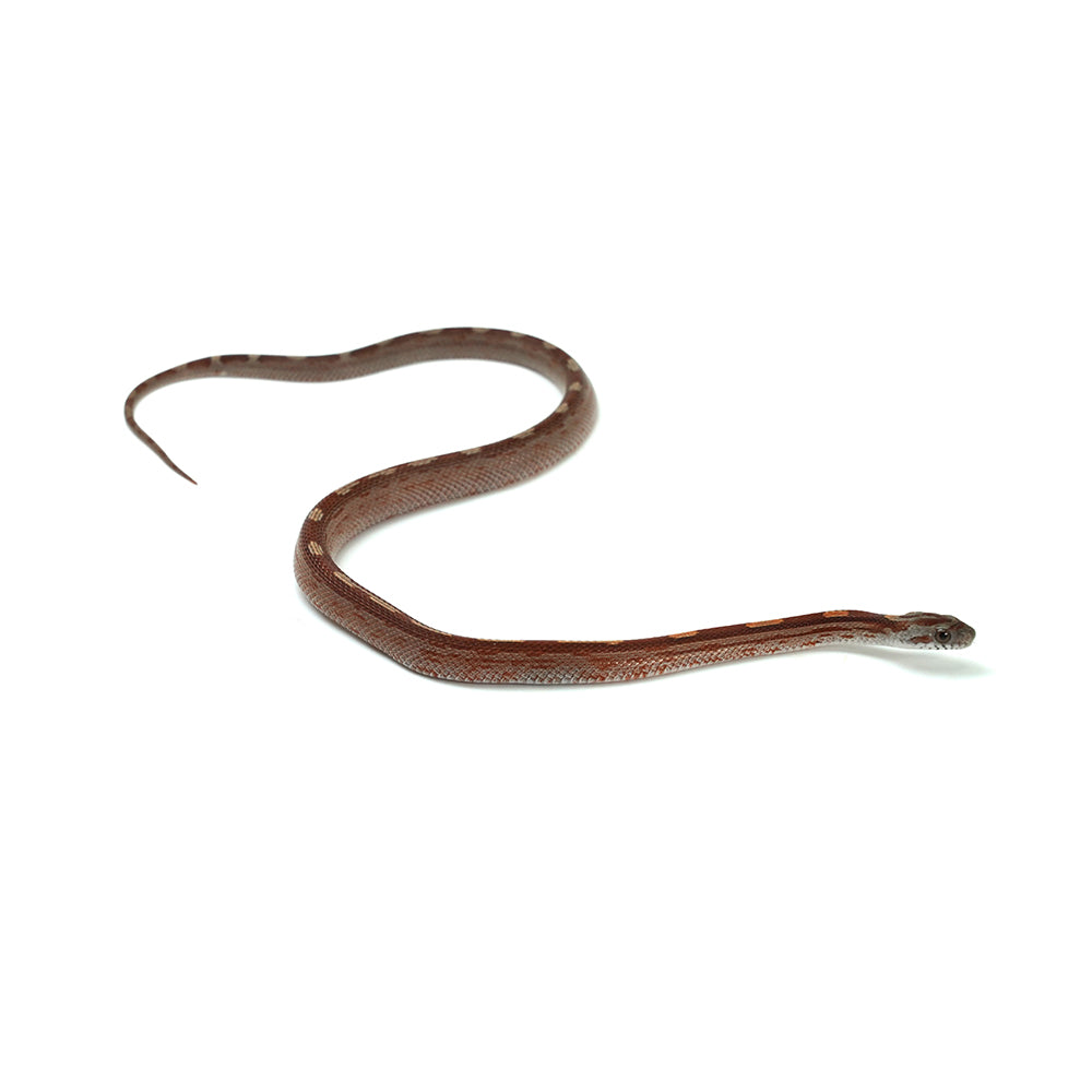 Blood Motley Corn Snake