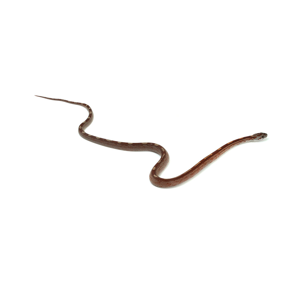 Blood Motley Corn Snake