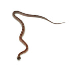 Blood Motley Corn Snake
