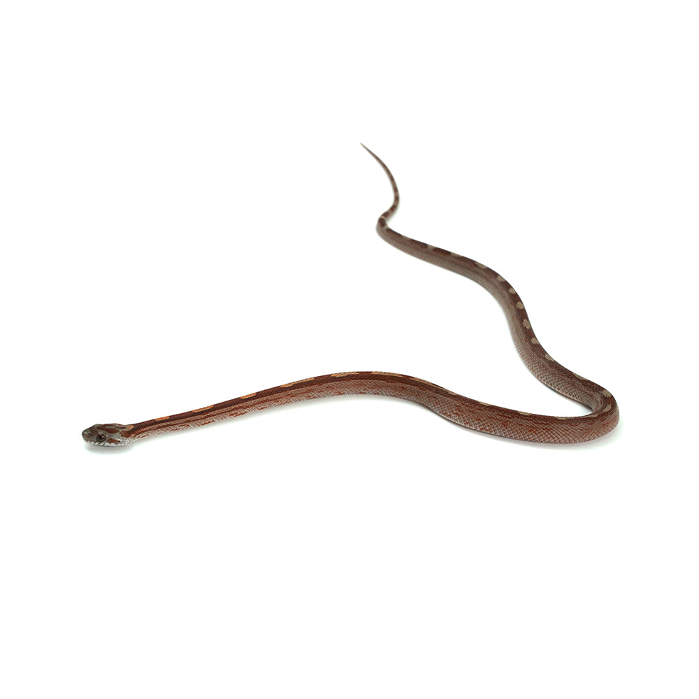 Blood Motley Corn Snake