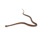 Blood Motley Corn Snake