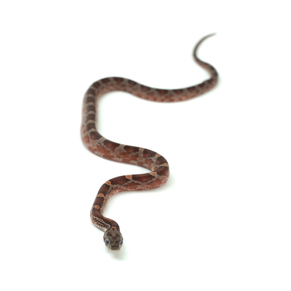 Blood Corn Snake