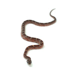 Blood Corn Snake