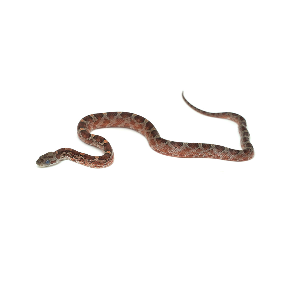 Blood Corn Snake