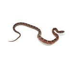 Blood Corn Snake