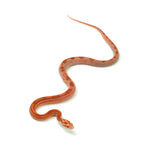 Albino Cube Corn Snake
